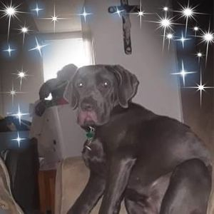 Meet your Posher, Bruce